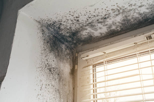 Trusted Commercial Mold Remediation service in Williamsburg, PA - Cheap Mold Removal